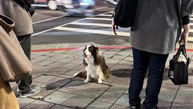 牽繩,牧羊犬,主人,路口,訓練