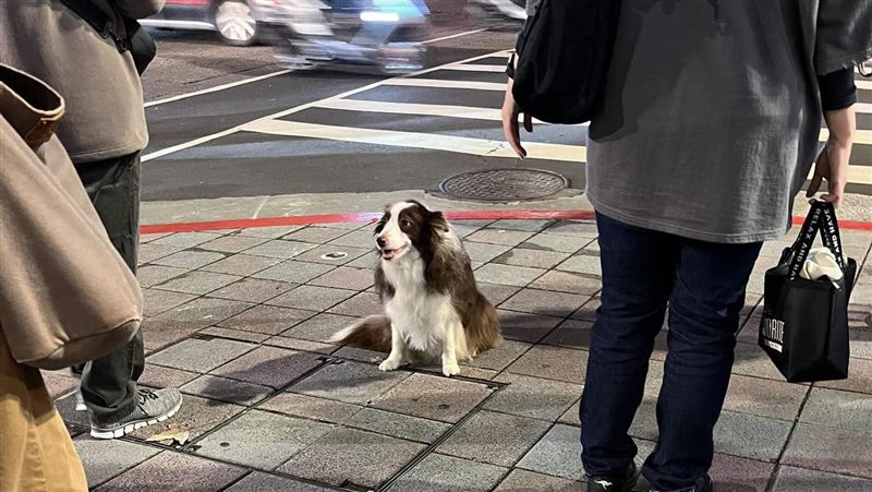 主人把狗丟路口辯「訓練」！網見品種嗆爆
