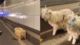 中國重慶有兩隻羊從烤羊店逃出來。（圖／翻攝自《星視頻》）