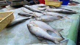 台灣水產銷中國遭擋  蔡總統：政府已啟動因應台灣有100多家業者未獲中國核准輸入產品，影響魷魚、秋刀魚、午仔魚等水產輸銷中國，備受關注；總統蔡英文9日表示，政府已立即啟動因應措施。圖為高雄市左營區一處傳統市場的魚販販售午仔魚等水產。中央社記者董俊志攝  111年12月9日