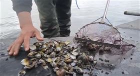 雲林台西，文蛤，大量暴斃，暖冬，漁民慘賠700萬 (圖／翻攝畫面)