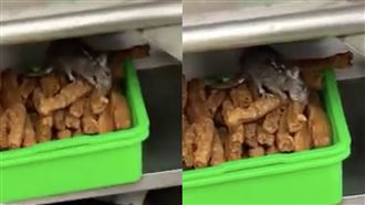 超肥老鼠趴油條堆狂啃！苦主剛結帳完傻眼