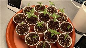 公寓竟藏大麻田！栽種、提煉大麻油一條龍（圖／翻攝畫面）