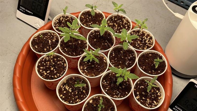 公寓竟藏大麻田！栽種、提煉大麻油一條龍