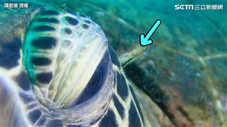 獨／「海龜流眼淚」珍貴畫面曝！震撼全網