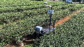 機器人助茶園除草無人化  1公頃僅4
