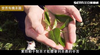 除了品茗　新北坪林還能親手採茶製茶