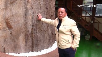 獨／控古木對切少一半　木材廠：部分腐爛