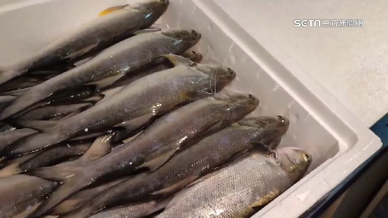 捍衛午仔魚！農委會、屏縣府祭行銷獎勵