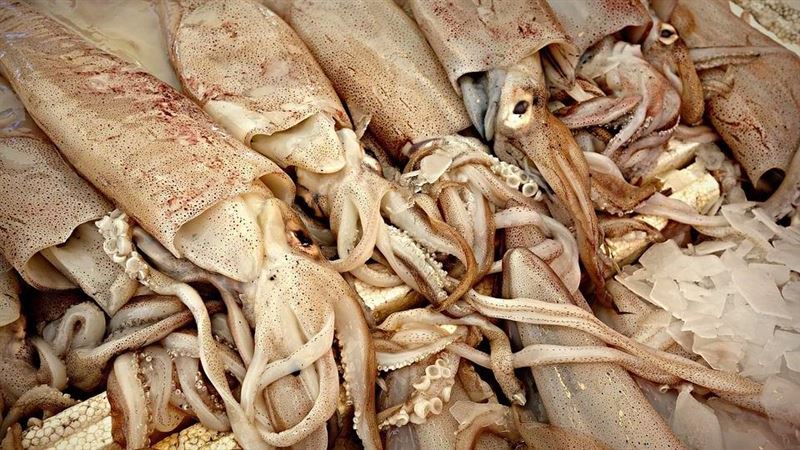 中國禁台水產品　魷魚公會：已開始補件