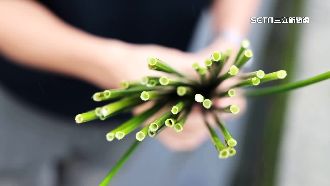 農地復耕「蒲草」　天然吸管永續新選擇