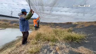 沿海魚塭包膜抗寒　提高溫度保暖護魚蝦