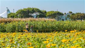 「台北河濱花海」則是一年4季從古亭、河雙21，大佳到延平河濱公園，都可沿著河畔漫步欣賞美麗的台北城市美景，感受浪漫氣息！（圖／翻攝自公園新花漾臉書）