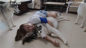 7二哈排隊討抱　「巨型暖暖包」羨煞網友