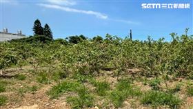 世紀鋼買下大園南港段農地。（圖／台灣房屋提供）