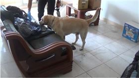 信義區豪宅命案，57歲楊姓屋主疑遭弟弟拋屍虎山，警方出動警犬、空拍機搜山，但一無所獲。（圖／翻攝畫面）