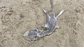 尼斯湖水怪,英國,海灘,屍體（圖／翻攝自Reddit）