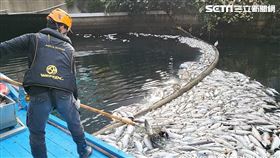 高雄,幸福川,死魚,水質,環保局,水利局