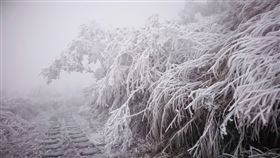 ▲宜蘭太平山降雪。（圖／遊客提供）