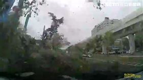 台中南區9米糕榕樹連根倒，休旅車遭掃中。（圖／翻攝畫面）