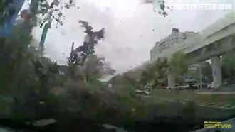 台中市區吹狂風　9米大樹連根倒砸休旅車