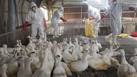 種鴨,禽流感,五結鄉,宜蘭,宜蘭縣動植物防疫所,H5N1,撲殺（圖／翻攝畫面）