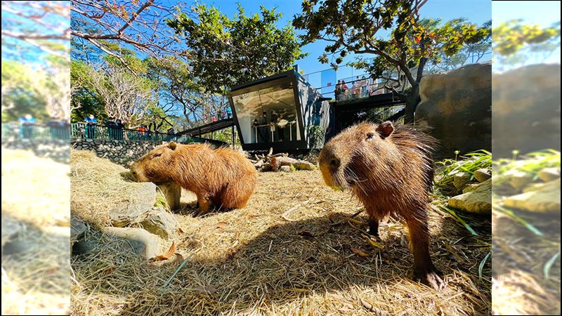 萬眾期待！壽山動物園12/16改裝登場！