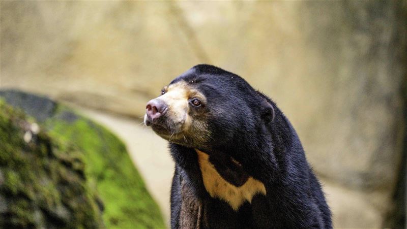 動物園馬來熊有刻板行為！來回踱步嘔吐