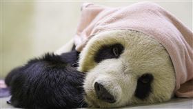 圖／動物園提供,團團