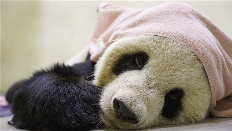 團團病理「解剖報告」出爐：腦瘤引發癲癇