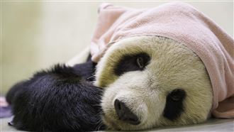 團團病理「解剖報告」出爐：腦瘤引發癲癇