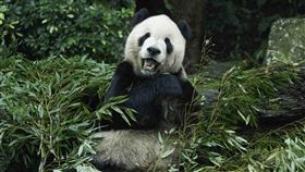 圖／動物園提供,團團