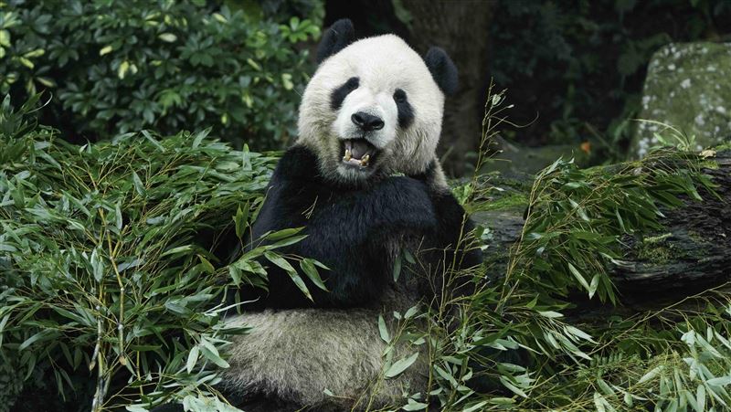 團團解剖！園方：盡力保存皮毛骨骼樣本