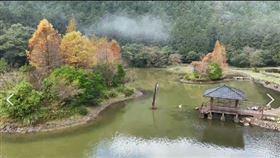 明池山莊落羽松超美