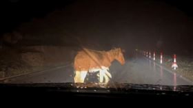 馬,開車,擋路,塌方