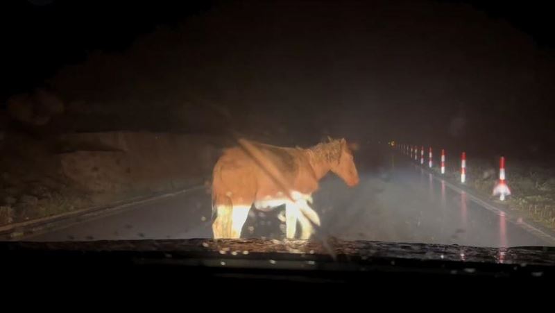 女駕駛雨天被馬擋路20分鐘：撿回一條命！