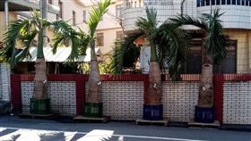 變魔術？椰子樹插水龍頭 打開真有水流出（圖／翻攝自沙鹿之美）