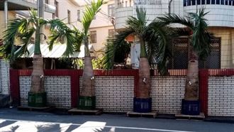 變魔術？椰子樹插水龍頭 打開真有水流出