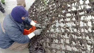 澎湖新黑金「紫菜」　產值1年逾千萬元