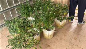 留美醫學碩士種大麻  警偵破起出413株逮3人張姓男子是留美醫學碩士，與2名友人在花蓮玉里家中倉庫種植大麻，新北永和警方日前分別逮獲張男等3人，查扣大麻植株413株。（民眾提供）中央社記者黃旭昇新北傳真  111年7月16日