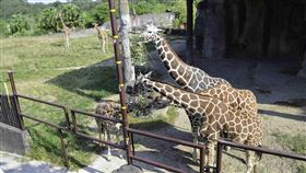 圖／動物園提供