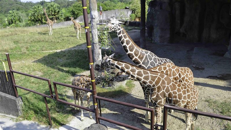 動物園長頸鹿夜間猝逝！大食蟻獸難產亡