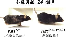 基隆長庚找到基因改造突破老鼠壽命限制。（圖／長庚醫院提供）
