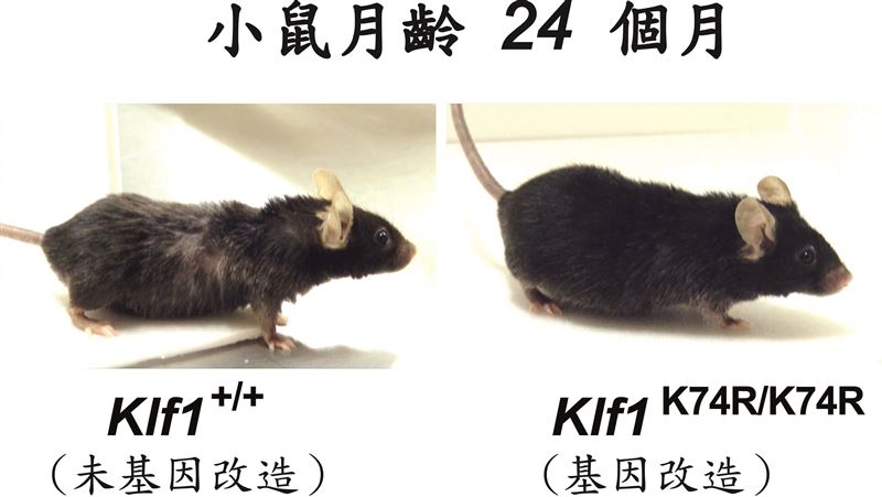 突破「壽命限制」！基因改造小鼠增壽10％
