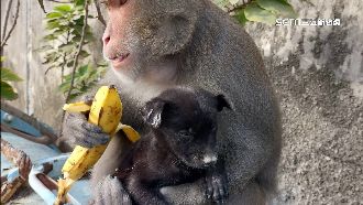 當自己小孩！民眾驚獼猴抱小黑狗餵食