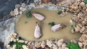 水豚入浴照。（圖／翻攝自陳其邁Chen Chi-Mai臉書）