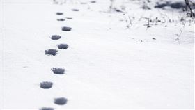  貓咪,小貓,逗貓,寵物,腳印（示意圖／翻攝自pixabay）