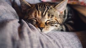 流浪貓 貓咪(圖／翻攝自Pixabay)