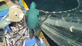 彰化縣漁民黃智仁、黃超群父子一夜捕獲9000尾烏魚，400萬年終獎金入袋。（圖／翻攝畫面）