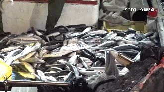 天冷魚群遷移！彰化漁民捕獲9千尾烏魚